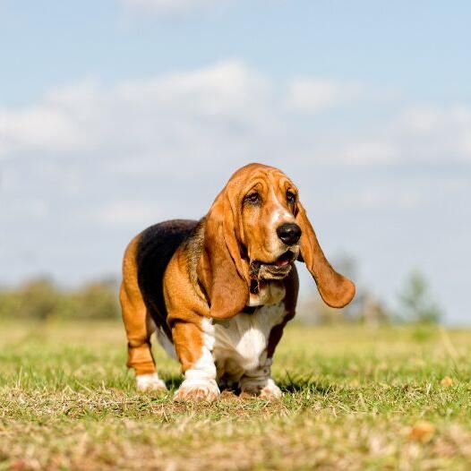 Basset Hound Dog Breed Information | Purina